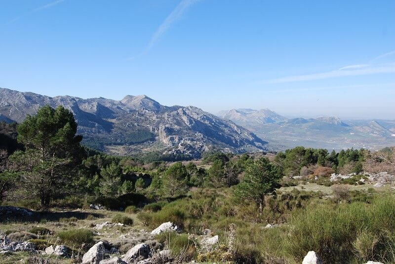 RARA